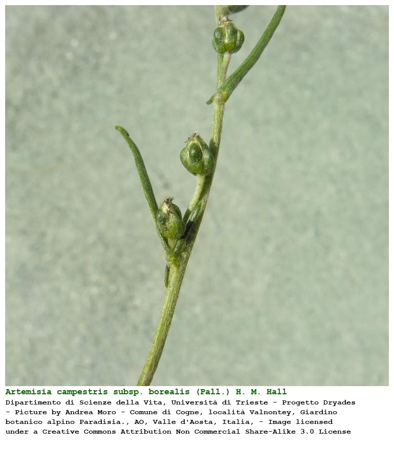 Artemisia campestris subsp. borealis (Pall.) H. M. Hall & Clem.